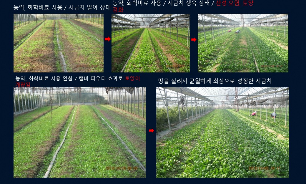농약 화학비료 사용 시금치와 캘비 파우더 처리 토양 개량 시금치 비교 사진 5장