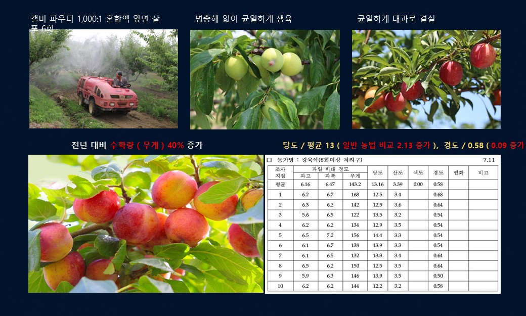 캘비 파우더 옆면 살포 자두 생육, 수확량 40% 증가, 강육석 농가 당도·경도 조사표