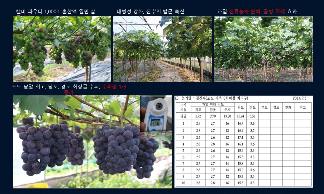캘비 파우더 옆면 살포 포도 생육, 수확량 1/3 증가, 김진수 농가 당도 조사표