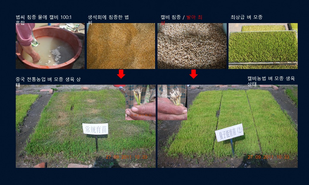 캘비 침종 볍씨 발아 및 중국 전통농업 대비 캘비농법 벼 모종 생육 비교 사진