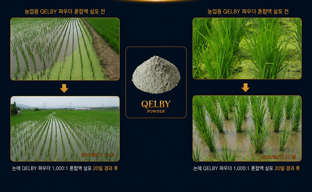 QELBY 파우더 1000대1 혼합액 살포 20일 경과 후 논 물 상태 변화 현장 사진 4장과 제품 이미지