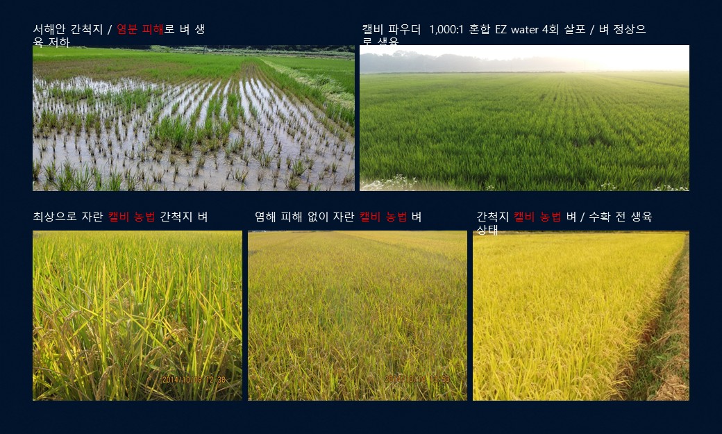 서해안 간척지 염분 피해 벼와 캘비 파우더 EZ water 4회 살포 벼 정상 생육 비교 사진 5장