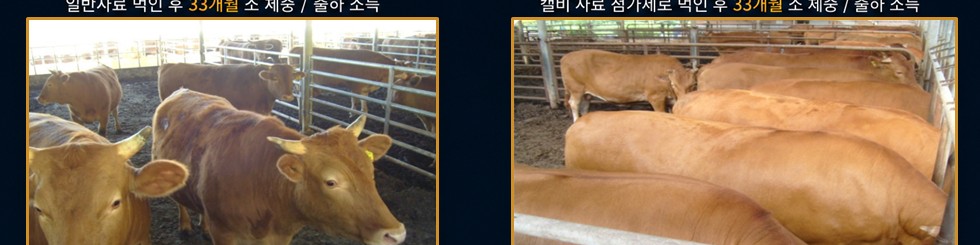 일반사료 먹인 33개월 한우