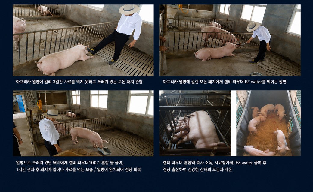 아프리카 열병에 걸려 쓰러진 돼지 관찰, 캘비 파우더 EZ water 급이, 1시간 경과 후 정상 회복, 정상 출산 자돈 사진